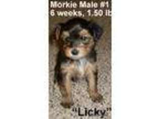 Yorkshire Terrier Puppy for sale in Somerset, KY, USA