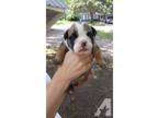 Bulldog Puppy for sale in WEATHERFORD, TX, USA