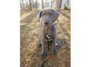 Great Dane Puppy for sale in Angier, NC, USA