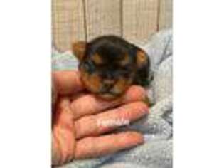 Yorkshire Terrier Puppy for sale in Kress, TX, USA