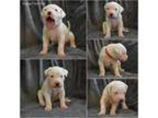 Dogo Argentino Puppy for sale in Fredericksburg, VA, USA