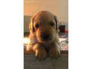 Golden Retriever Puppy for sale in Alto Pass, IL, USA