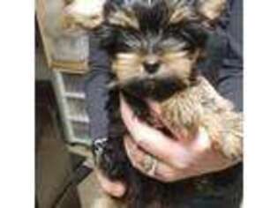 Yorkshire Terrier Puppy for sale in Anchorage, AK, USA