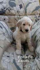 Goldendoodle Puppy for sale in Westminster, MD, USA