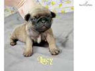 Pug Puppy for sale in Nashville, TN, USA