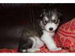 Siberian Husky Puppy for sale in Boone, NC, USA