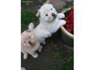 Chow Chow Puppy for sale in Swanton, OH, USA