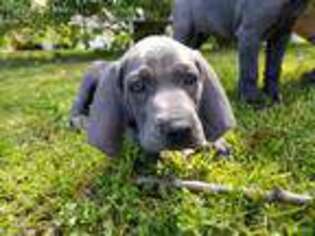 Weimaraner Puppy for sale in Bois D Arc, MO, USA