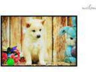 Shiba Inu Puppy for sale in Columbia, MO, USA