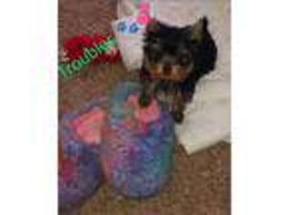 Yorkshire Terrier Puppy for sale in Bardstown, KY, USA