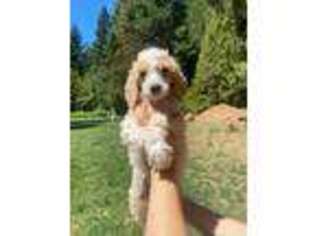 Mutt Puppy for sale in Wolf Creek, OR, USA