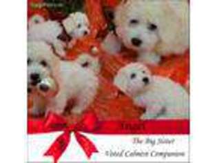 Coton de Tulear Puppy for sale in Leesburg, FL, USA