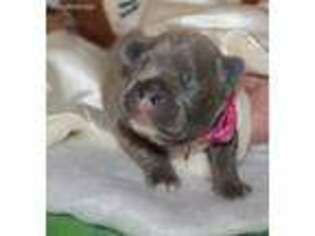 French Bulldog Puppy for sale in Hope, AR, USA