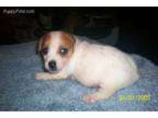 Jack Russell Terrier Puppy for sale in Hawthorne, FL, USA