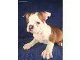 Boston Terrier Puppy for sale in New Philadelphia, OH, USA
