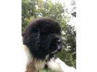 Newfoundland Puppy for sale in Rembrandt, IA, USA