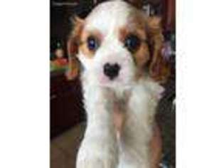 Cavalier King Charles Spaniel Puppy for sale in Riverside, CA, USA