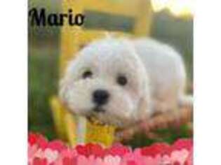 Maltese Puppy for sale in Bolivar, MO, USA