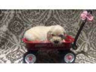 Golden Retriever Puppy for sale in Valley Center, KS, USA