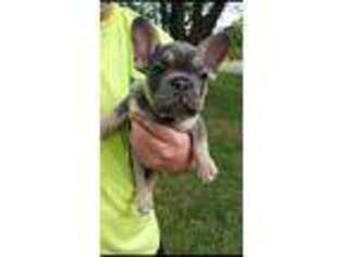 French Bulldog Puppy for sale in Topeka, KS, USA