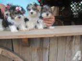 Yorkshire Terrier Puppy for sale in BLOOMINGTON, CA, USA