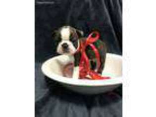 Boston Terrier Puppy for sale in Marion, OH, USA