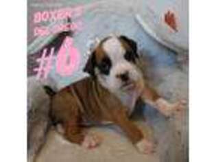 Boxer Puppy for sale in Niceville, FL, USA