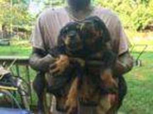 Rottweiler Puppy for sale in Fayetteville, NC, USA