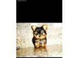 Yorkshire Terrier Puppy for sale in Fremont, CA, USA