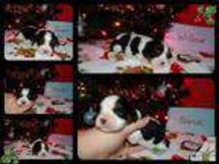 Cavalier King Charles Spaniel Puppy for sale in KERMIT, WV, USA