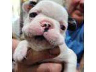 Mutt Puppy for sale in Granbury, TX, USA