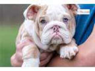 Bulldog Puppy for sale in Bloomington, IN, USA
