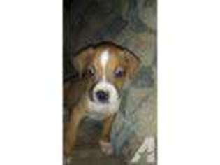 Boxer Puppy for sale in BURKHART, KY, USA