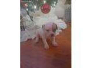 American Bulldog Puppy for sale in Hyattsville, MD, USA