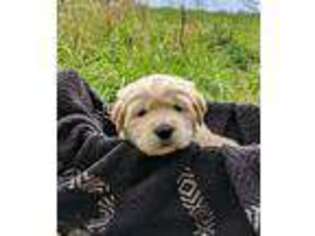 Golden Retriever Puppy for sale in Danielsville, GA, USA