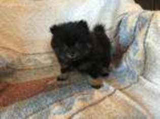 Pomeranian Puppy for sale in Cove, AR, USA
