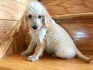 Labradoodle Puppy for sale in Lead Hill, AR, USA