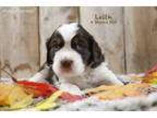 English Springer Spaniel Puppy for sale in Bend, OR, USA