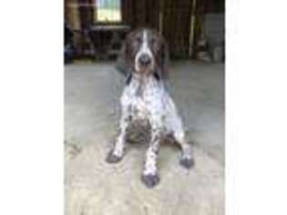 German Shorthaired Pointer Puppy for sale in Readyville, TN, USA