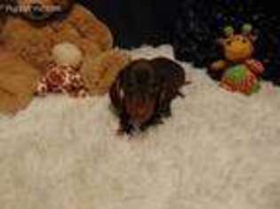 Dachshund Puppy for sale in Jefferson City, MO, USA