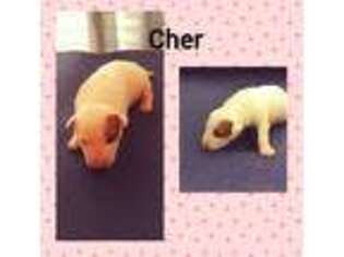 Bull Terrier Puppy for sale in Tarpon Springs, FL, USA
