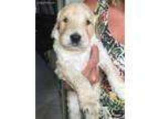 Goldendoodle Puppy for sale in Port Richey, FL, USA
