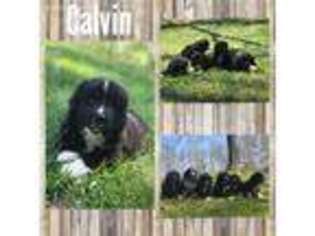 Newfoundland Puppy for sale in Morgantown, IN, USA