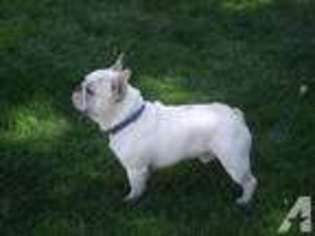 French Bulldog Puppy for sale in WOODLAND, WA, USA