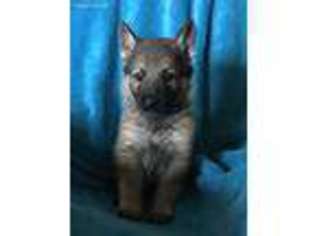 German Shepherd Dog Puppy for sale in Rosharon, TX, USA