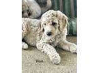 Goldendoodle Puppy for sale in Foley, AL, USA