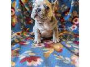 French Bulldog Puppy for sale in Strafford, MO, USA
