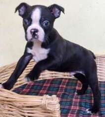 Boston Terrier Puppy for sale in Loveland, CO, USA