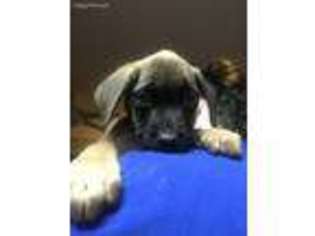 Mastiff Puppy for sale in Dingmans Ferry, PA, USA
