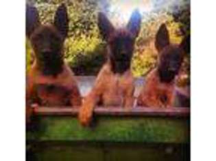 Belgian Malinois Puppy for sale in Spanish Fork, UT, USA